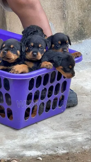 1-3 months Female Purebred Rottweiler