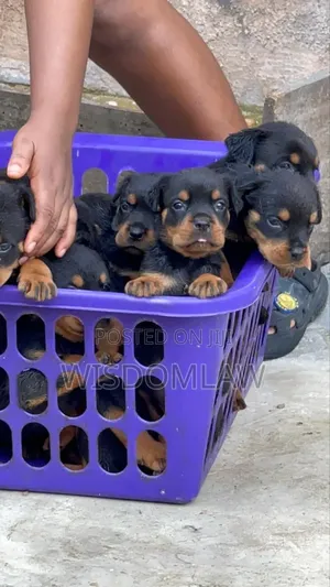 1-3 months Male Purebred Rottweiler