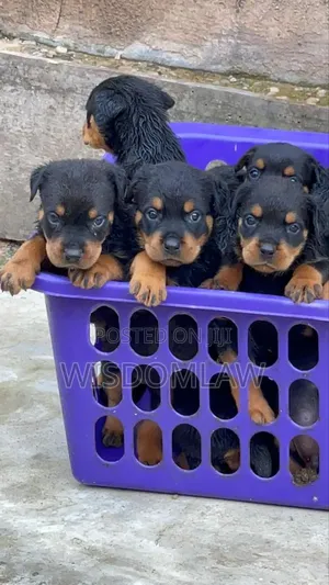 1-3 months Female Purebred Rottweiler