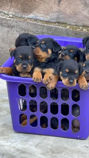 1-3 months Male Purebred Rottweiler