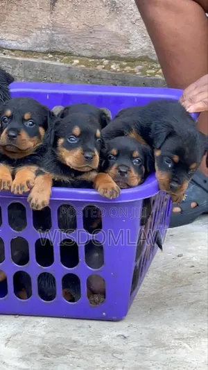 1-3 months Female Purebred Rottweiler