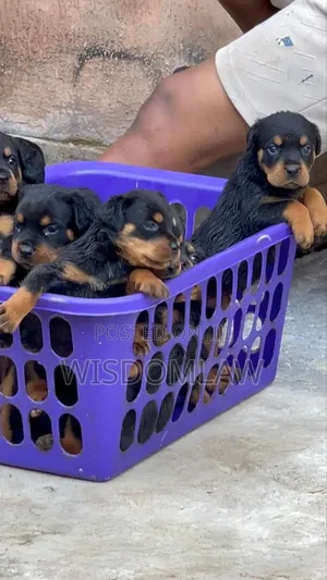 1-3 months Male Purebred Rottweiler