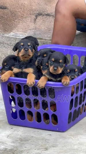 1-3 months Female Purebred Rottweiler