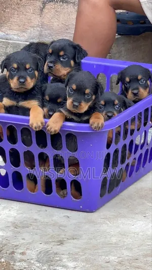 1-3 months Male Purebred Rottweiler