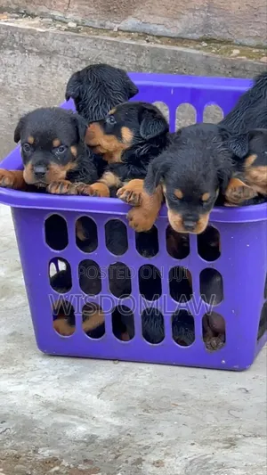 1-3 months Male Purebred Rottweiler