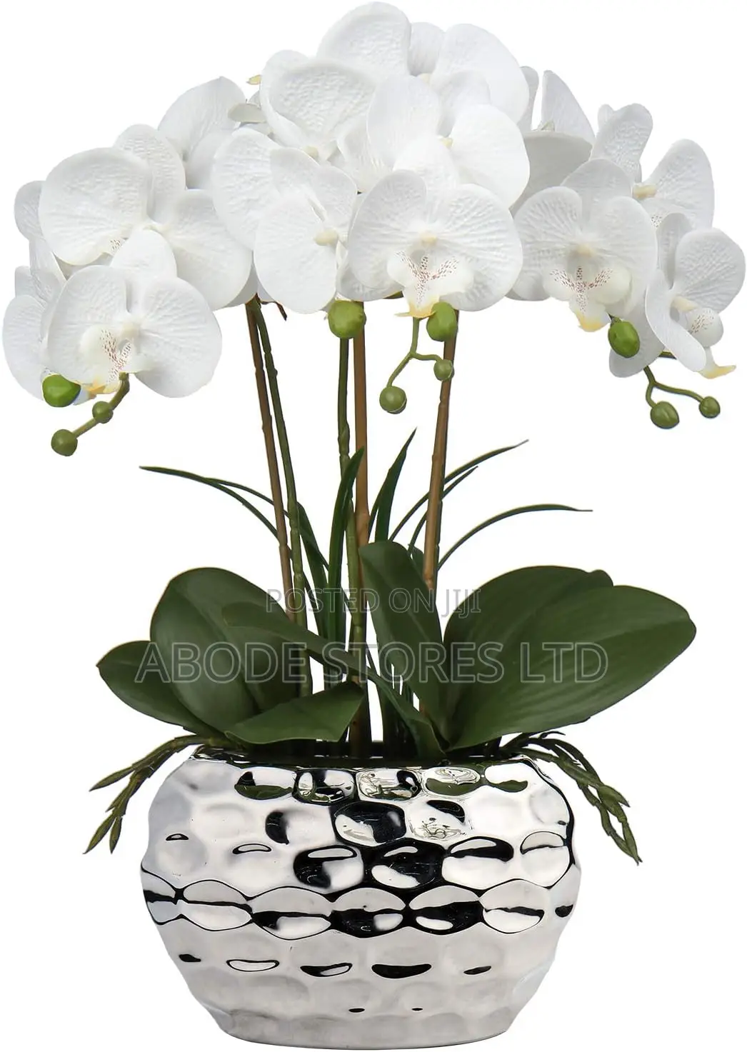 White Phalaenopsis Orchid With Silver Ceramic Pot