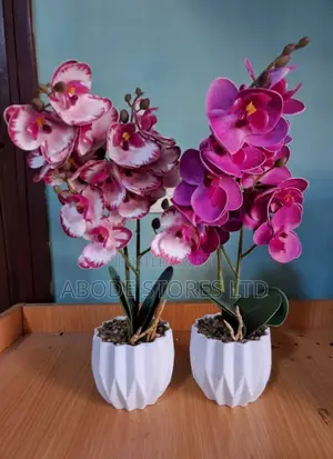 Pink Potted Phalaenopsis Orchid - 35cm