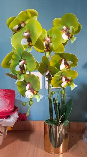 Green Phalaenopsis Orchid With Gold Pot - 60cm