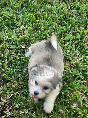 1-3 months Female Purebred Lhasa Apso