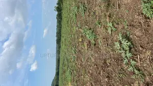 Uprooted Land for Sale 100 Acres at Otu Town Oyo State
