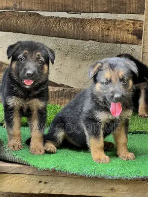 1-3 months Female Purebred German Shepherd