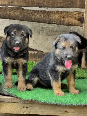 1-3 months Female Purebred German Shepherd