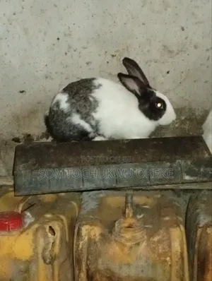 Adult Rabbit