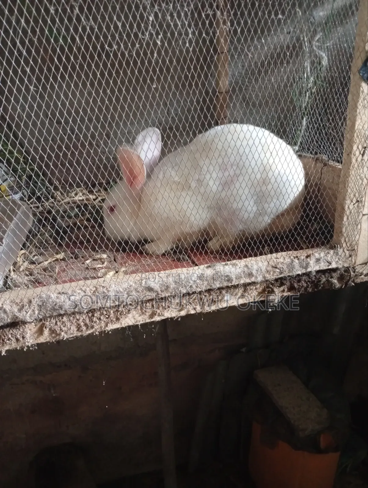 Adult Rabbit