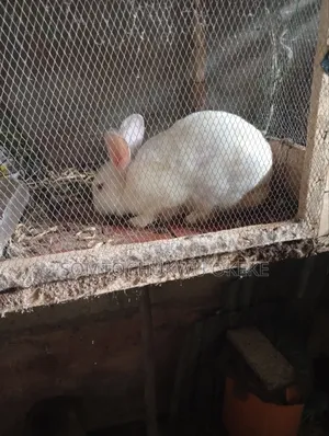 Adult Rabbit
