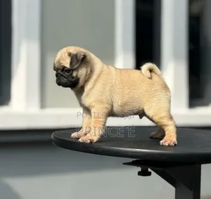 1-3 months Male Purebred Pug