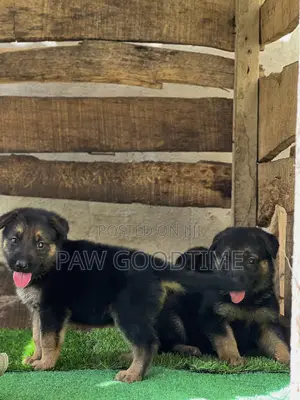 1-3 months Female Purebred German Shepherd