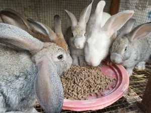 High Quality Rabbit Breeds for Sale