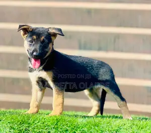 1-3 months Male Purebred German Shepherd