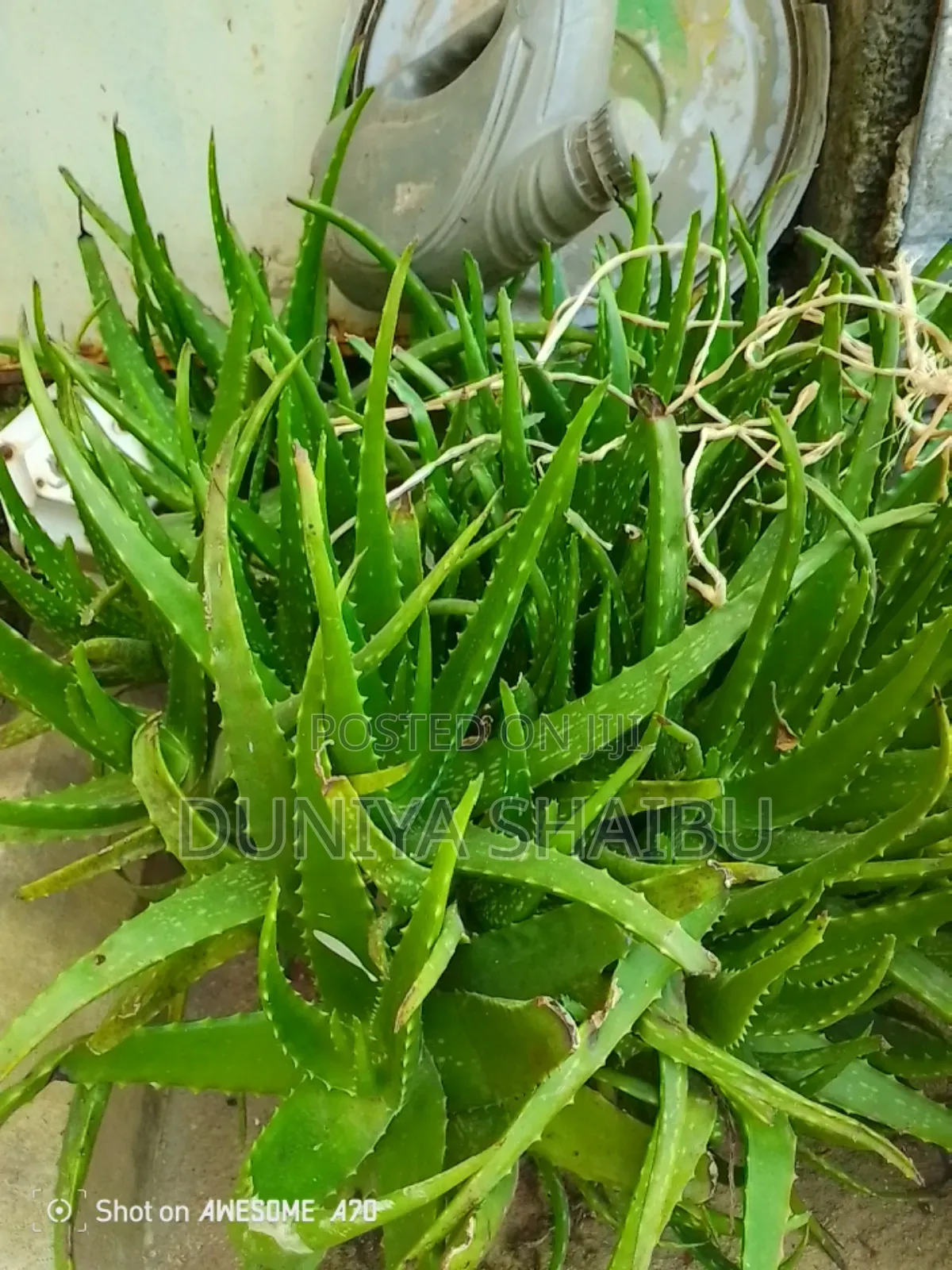 Soursop Leaf, Guava, Avocado, Lemon Grass Etc