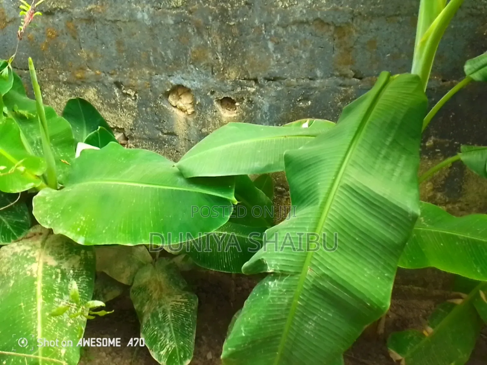 Soursop Leaf, Guava, Avocado, Lemon Grass Etc