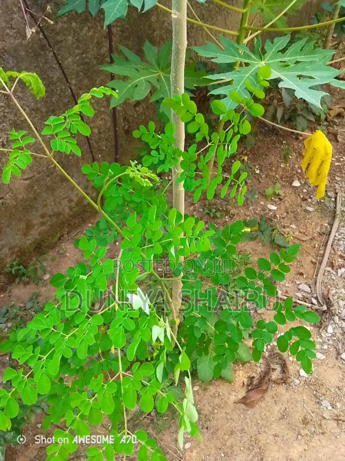 Soursop Leaf, Guava, Avocado, Lemon Grass Etc