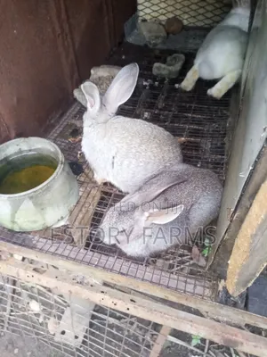Rabbit Weaners Available for Sale