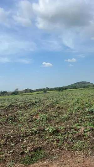 Uprooted for Sale at Otu Town Oyo State 100 Acres at Cheaper Rate