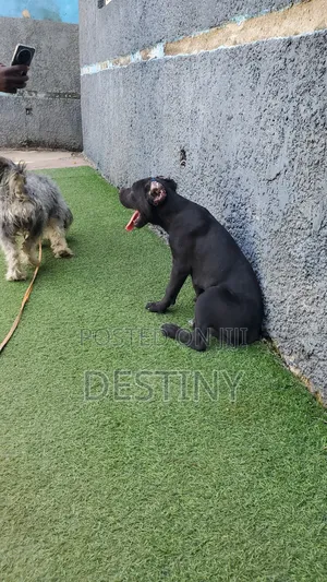 1-3 months Female Purebred Cane Corso