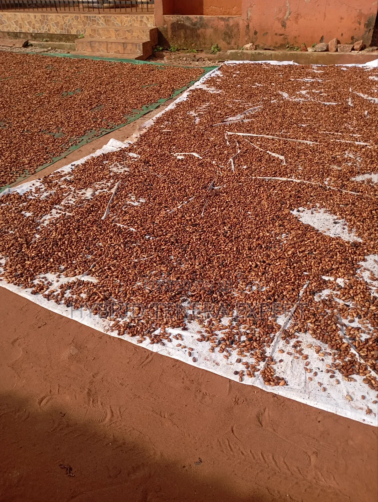 Cocoa Beans
