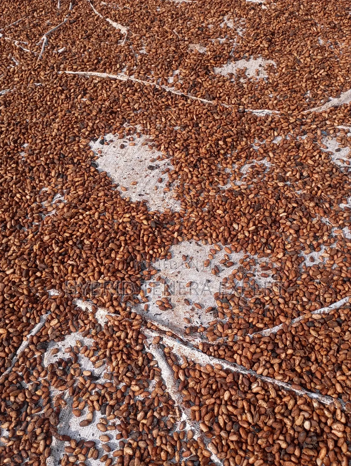 Cocoa Beans