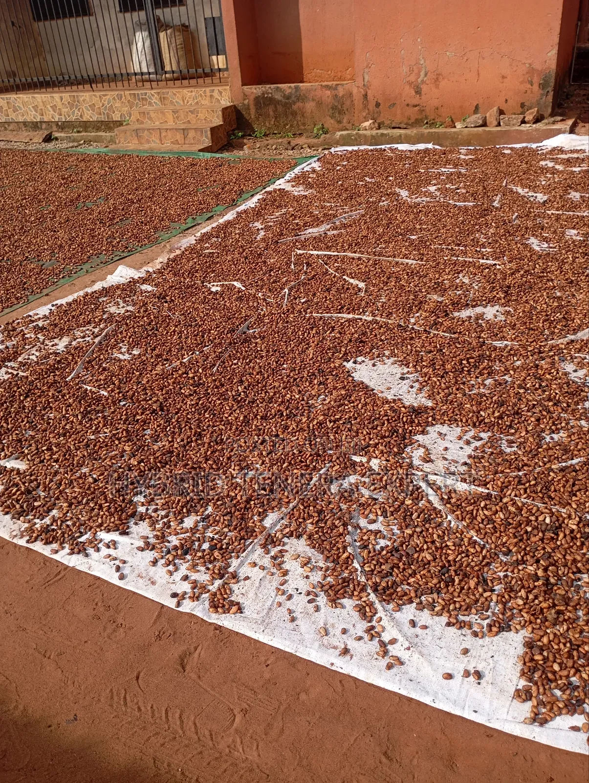 Cocoa Beans