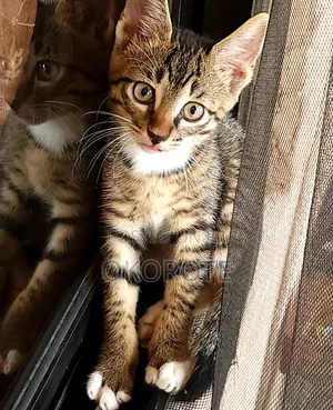 1-3 months Male Mixed Breed Tabby