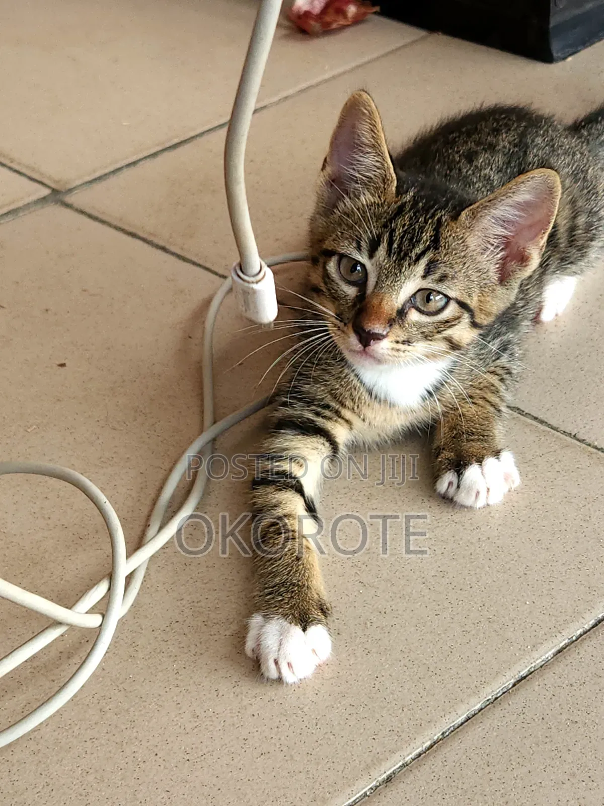 1-3 months Male Mixed Breed Tabby