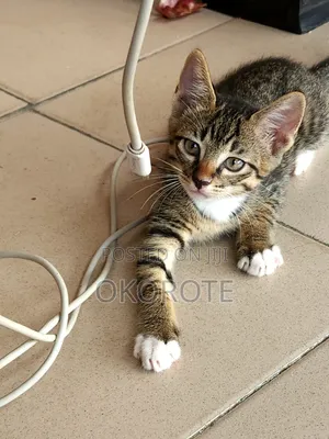 1-3 months Male Mixed Breed Tabby