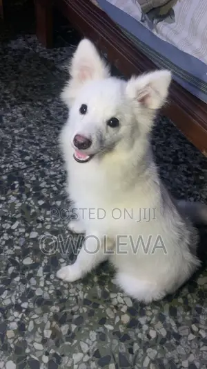 3-6 months Male Purebred American Eskimo