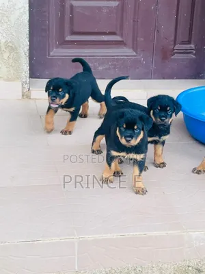 1-3 months Male Purebred Rottweiler