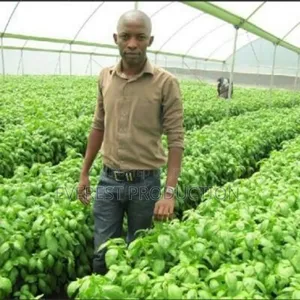 Skylight Polycarbonate Sheet for Agriculture