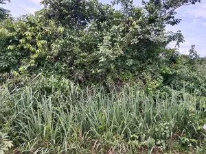 Farm Land For Lease