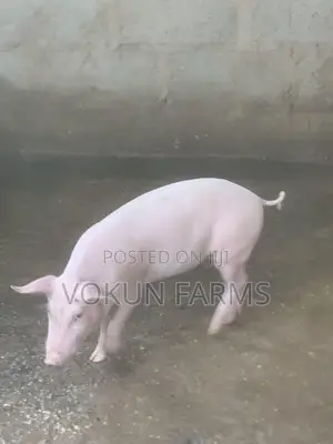 Hybrid (Largewhite / Landrace) Terminal Boars 19 Weeks
