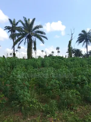 32 Hectares of Farm Land at Ire Ekiti