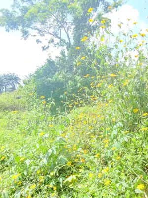 50 Hectares of Farm Land at Igbemo Ekiti