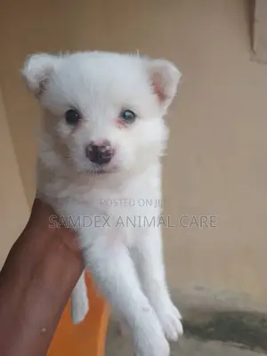 1-3 months Male Purebred American Eskimo