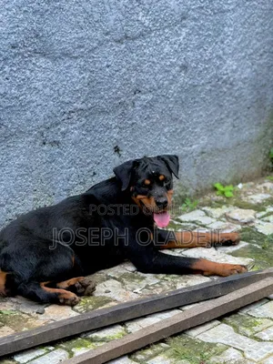 1+ year Female Purebred Rottweiler