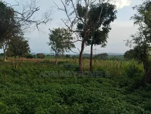 5 Acres of Farmland for Sale – Km 5, Iseyin–Ogbomoso Road Oyo State