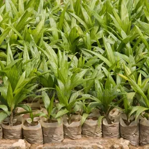 Hybrid Oil Palm Seedlings