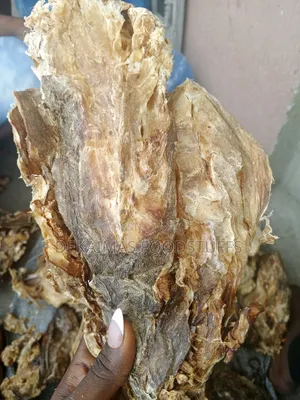 Stockfish Head