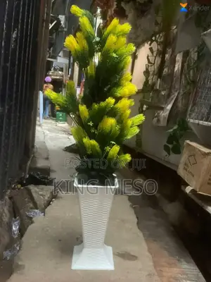 Plants Available Now