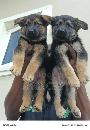 1-3 months Female Purebred German Shepherd