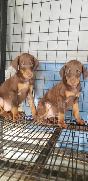 1-3 months Female Purebred Doberman Pinscher